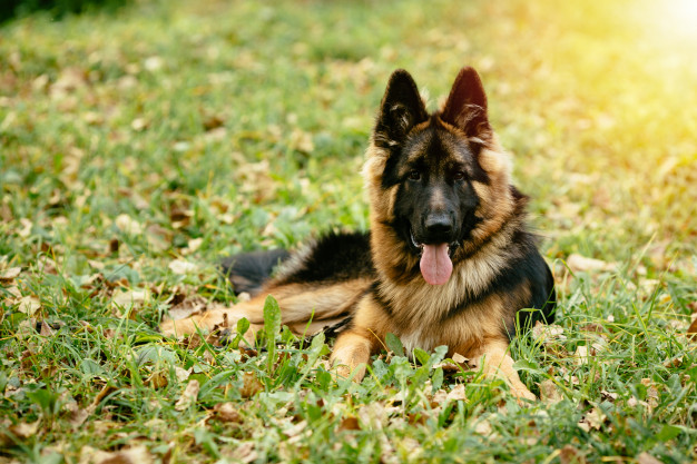 dog-german-shepherd-lying-grass-park_8353-6406